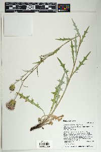 Cirsium wheeleri image