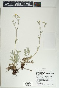 Potentilla hippiana image