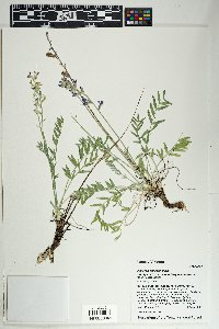 Oxytropis lambertii image