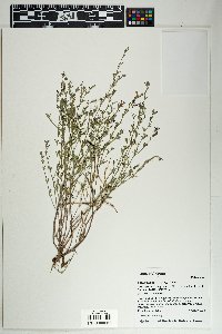 Lotus wrightii image