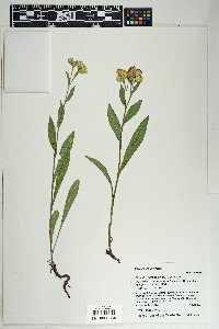 Oreochrysum parryi image