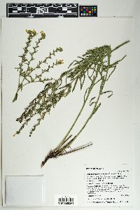 Lithospermum multiflorum image