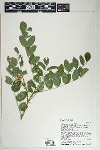 Robinia neomexicana image