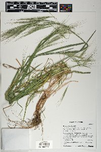 Bromus diandrus image