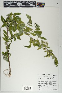Salix bonplandiana image