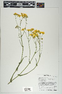 Senecio lemmonii image
