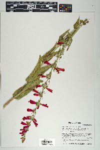 Penstemon barbatus image