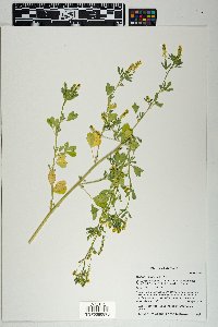 Melilotus indicus image