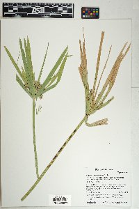 Cyperus involucratus image