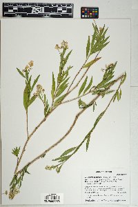 Baccharis salicifolia image