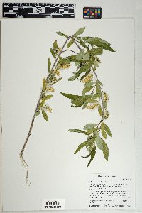 Salix bonplandiana image