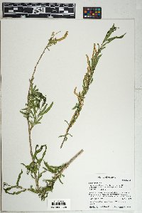 Salix gooddingii image
