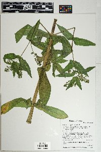 Veronica anagallis-aquatica image