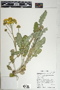 Packera neomexicana image