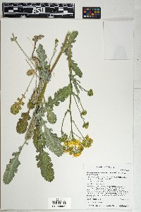 Packera neomexicana var. neomexicana image
