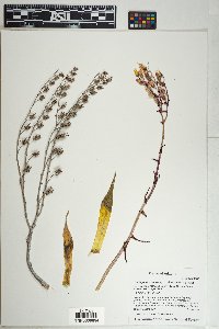 Dudleya saxosa subsp. collomiae image