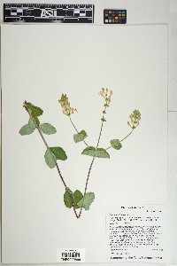 Lonicera interrupta image