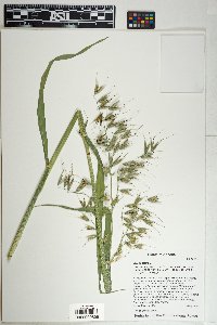 Avena fatua image