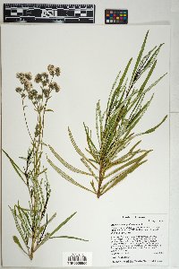Eriodictyon angustifolium image