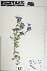 Glandularia gooddingii image