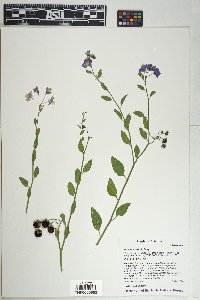 Solanum xanti image