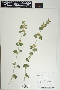 Marrubium vulgare image