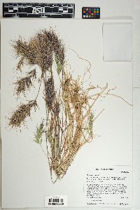 Bromus rubens image