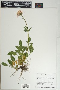 Valeriana arizonica image