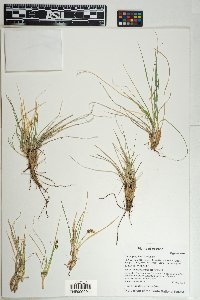 Carex geophila image