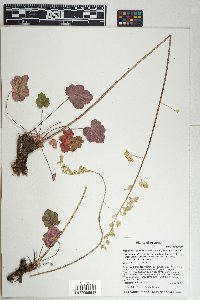 Heuchera glomerulata image