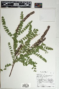 Amorpha californica image