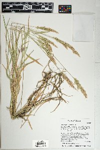 Polypogon interruptus image