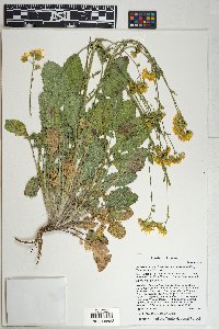 Packera neomexicana image