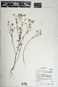 Malacothrix clevelandii image