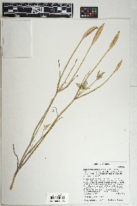 Calochortus ambiguus image