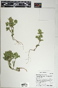 Dracocephalum parviflorum image