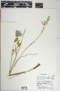 Calochortus ambiguus image