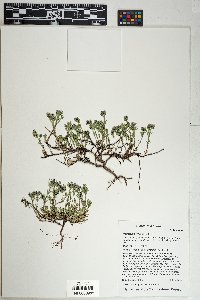 Houstonia wrightii image