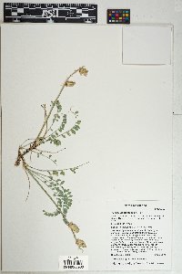Astragalus tephrodes image