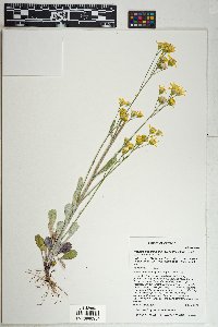 Packera neomexicana var. neomexicana image