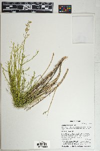 Penstemon thurberi image