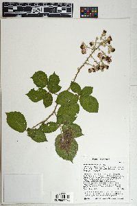 Rubus bifrons image