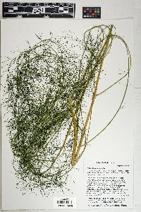 Asparagus officinalis image