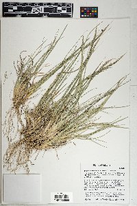 Muhlenbergia montana image