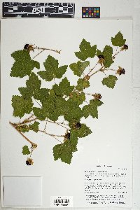 Rubus neomexicanus image