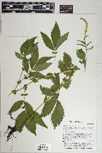 Agrimonia striata image
