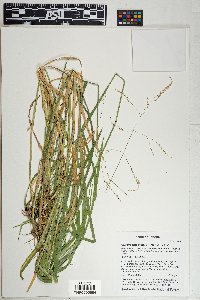 Glyceria elata image