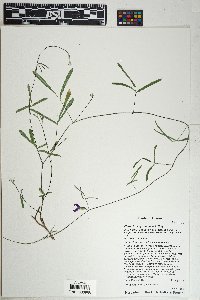 Phaseolus angustissimus image