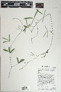 Phaseolus angustissimus image