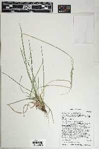 Piptochaetium pringlei image